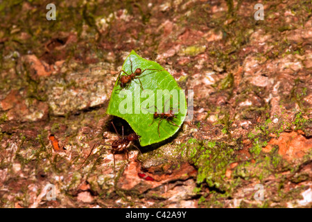Peru, Cruz de Mayo, Manu Nationalpark, Fredy Berge. Blattschneiderameisen Blätter und anderen Ameisen transportieren. Stockfoto