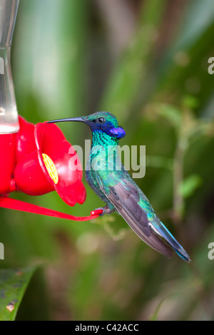 Leymebamba, Museum. Kolibris im Garten des Kentikafe-Museums-Café. Funkelnde violett-Ohr (Colibri Coruscans). Stockfoto