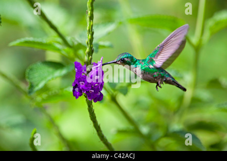 Peru, Cruz de Mayo, Manu Nationalpark, Fredy Berge. Grey-breasted Sabrewing Kolibri (Campylopterus Largipennis). Stockfoto