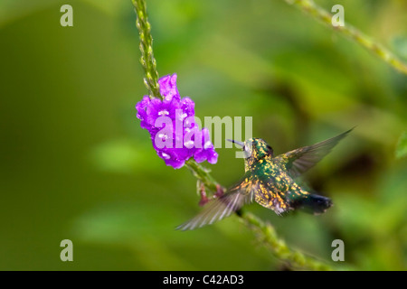 Peru, Cruz de Mayo, Manu Nationalpark, Fredy Berge. Golden Tailed Saphir Kolibri (Chrysuronia Oinone). Männlich. Stockfoto