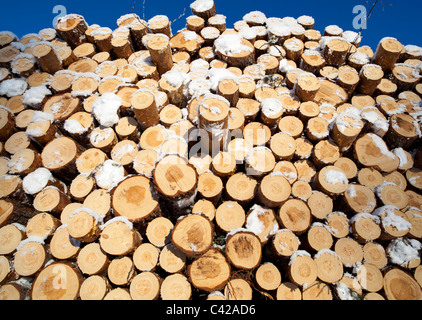 Nahaufnahme eines Stapels frisch geschnittener Kiefernstämme ( pinus sylvestris ), Finnland Stockfoto