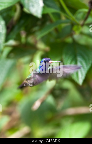 Peru, Cruz de Mayo, Manu Nationalpark, Fredy Berge. Golden Tailed Saphir Kolibri (Chrysuronia Oinone). Männlich. Stockfoto