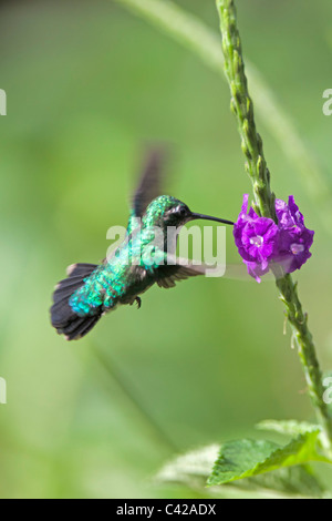 Peru, Cruz de Mayo, Manu Nationalpark, Fredy Berge. Grey-breasted Sabrewing Kolibri (Campylopterus Largipennis). Stockfoto