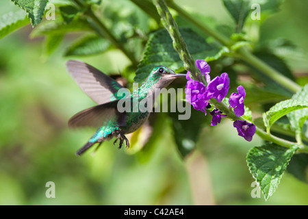 Peru, Cruz de Mayo, Manu Nationalpark, Fredy Berge. Grey-breasted Sabrewing Kolibri (Campylopterus Largipennis). Stockfoto