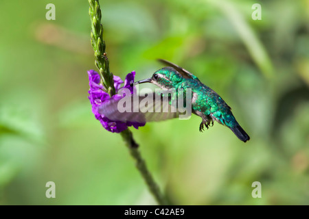 Peru, Cruz de Mayo, Manu Nationalpark, Fredy Berge. Grey-breasted Sabrewing Kolibri (Campylopterus Largipennis). Stockfoto