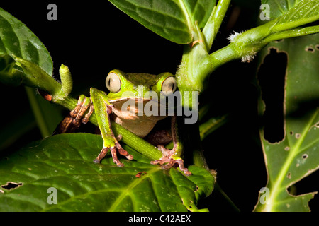 Peru, Cruz de Mayo, Manu Nationalpark, Fredy Berge. Weiß gesäumt Blatt Frosch ((Phyllomedusa Vaillanti). Stockfoto