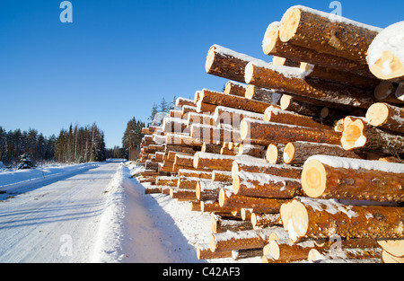 Haufen frisch geschnittenen Kiefern ( pinus sylvestris ) Protokolle auf der Seite einer leeren Wald Holzfällerstraße , Finnland Stockfoto