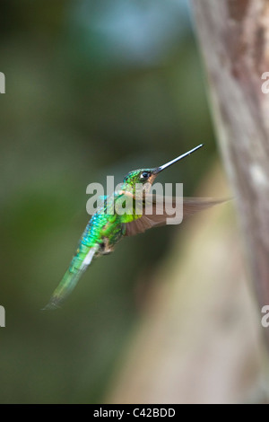 Peru, Machu Picchu, Aguas Calientes Inkaterra Machu Picchu Pueblo Hotel. Garten. Kolibri. Stockfoto