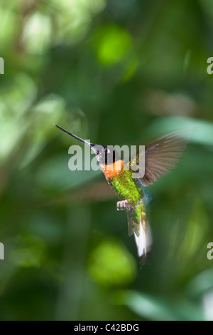 Peru, Machu Picchu, Aguas Calientes Inkaterra Machu Picchu Pueblo Hotel. Garten. Kolibri. Stockfoto