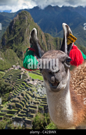 Peru, Aguas Calientes, Machu Picchu.15th-Jahrhundert Inkastätte liegt 2.430 Meter (7.970 ft) über dem Meeresspiegel. Lama. (Lama Glama) Stockfoto