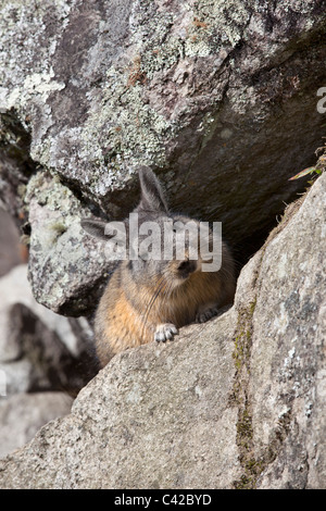 Peru, Inka-Stätte des 15. Jahrhunderts gelegen 2.430 Meter (7.970 ft) über dem Meeresspiegel. Nördlichen Viscacha (Lagidium Peruanum). Stockfoto