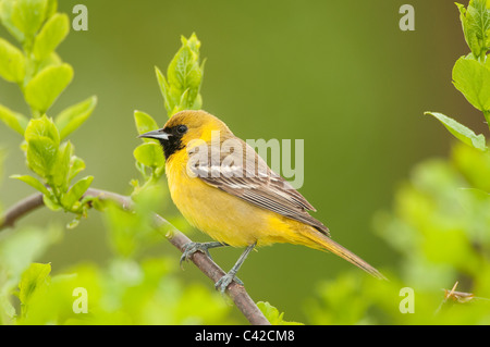 Young Obstgarten Oriole thront auf einem bittersüßen Weinstock. Stockfoto