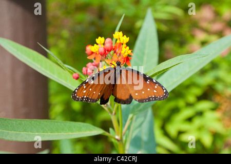 Queen-Schmetterling (Danaus Gilippus) sitzt auf einer blühenden Pflanze in Zentral-Florida, USA Stockfoto