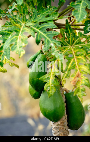 Papayabaum (Carica Papaya) mit wachsenden Früchte Stockfoto