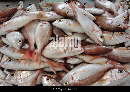 Frischen Fisch in indoor Fisch Markt, Markt, Loulé, Region Loulé, Algarve, Portugal Stockfoto