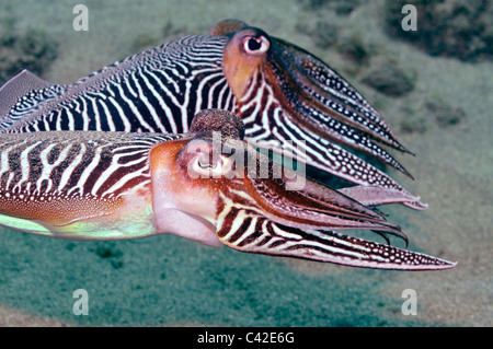 Zwei Tintenfische (Sepia Officinalis) gemeinsam schwimmen unter Wasser Stockfoto