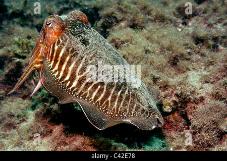 Tintenfisch (Sepia Officinalis) Schwimmen unter Wasser Stockfoto