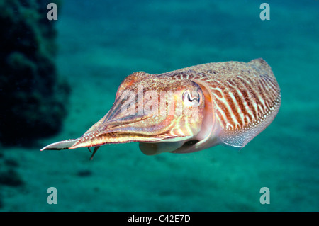 Tintenfisch (Sepia Officinalis) Schwimmen unter Wasser Stockfoto