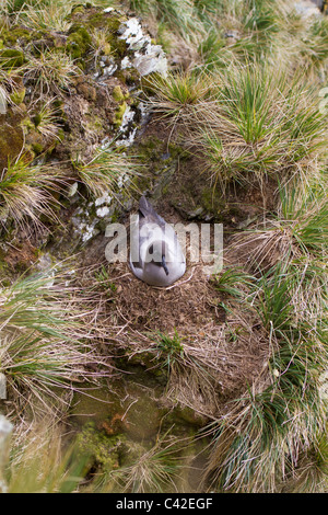 Licht-Jaguaren rußiger Albatros am Nest, Elsehul, South Georgia Island Stockfoto