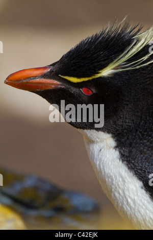 Porträt einer Felsenpinguin, neue Insel, West Falkland-Inseln Stockfoto