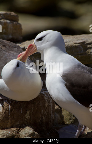 Black-browed Albatross paar Verklebung in der Kolonie New Island, West Falkland Stockfoto