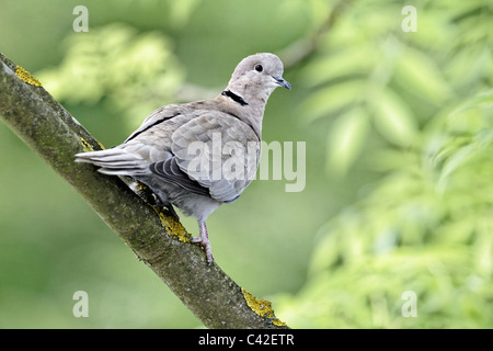 Collared Dove, Streptopelia Decaocto, einziger Vogel auf Zweig, Derbyshire, Mai 2011 Stockfoto