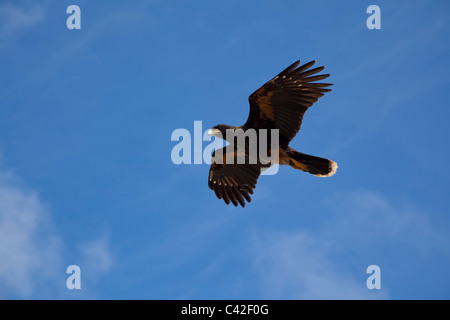 Gekerbten Caracara im Flug, New Island, West Falkland-Inseln Stockfoto