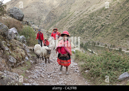 Dorf in der Nähe von Ollantaytambo. Indische Mädchen und jungen in Tracht zusammen mit Frau, Tourist, Schafe hüten. Stockfoto