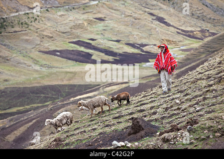 Peru, Patakancha, Patacancha, Dorf in der Nähe von Ollantaytambo. Indischen Mann in traditioneller Kleidung, die Schafe hüten. Stockfoto