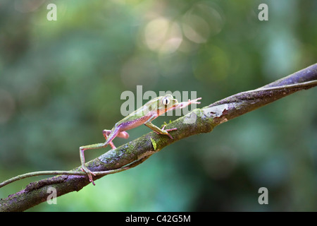 Peru, Cruz de Mayo, Manu Nationalpark, Fredy Berge. Weiß gesäumt Blatt Frosch ((Phyllomedusa Vaillanti). Stockfoto