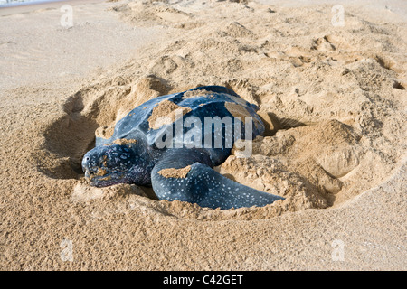 Suriname, Matapica National Park. Schließen Lederschildkröten nisten nach der Eiablage. (Dermochelys Coriacea). Stockfoto