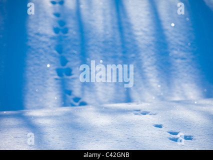 Set von europäischen Berghasen ( Lepus timidus ) Spuren auf Schnee im Winter , Finnland Stockfoto