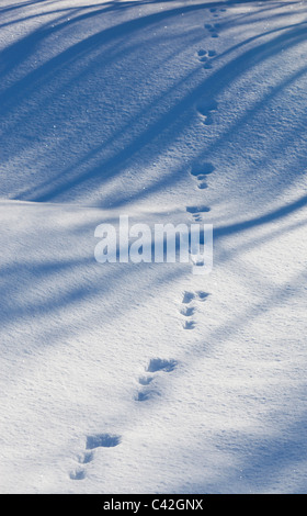 Set von europäischen Berghasen ( Lepus timidus ) Spuren auf Schnee im Winter , Finnland Stockfoto