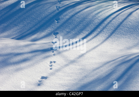 Set von europäischen Berghasen ( Lepus timidus ) Spuren auf Schnee Konturen im Winter , Finnland Stockfoto