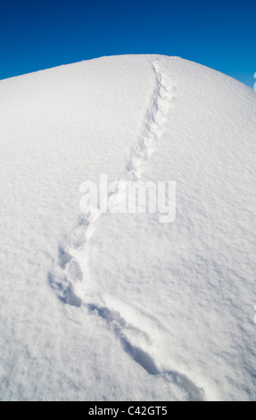 Schwarzhuhn ( Lyurus tetrix / Tetrao tetrix ) Trail auf Schnee, Finnland Stockfoto