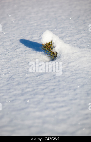 Kleine Kiefer (pinus sylvestris) Sling halb in frischen Neuschnee im Winter begraben, Finnland Stockfoto