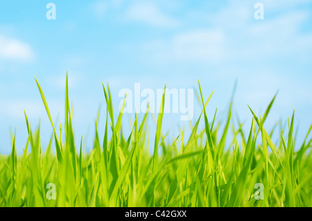 Frische grüne Rasen im Frühjahr Stockfoto