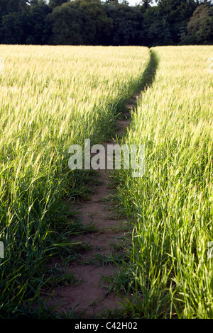 Wanderweg durch Gerste Feld, Shottisham, Suffolk, England Stockfoto