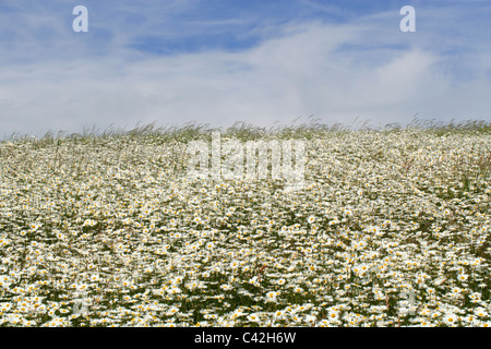 Feld voller Oxe-Auge Gänseblümchen, Leucanthemum Vulgare, Asteraceae. Schach-Tal, Hertfordshire. Stockfoto