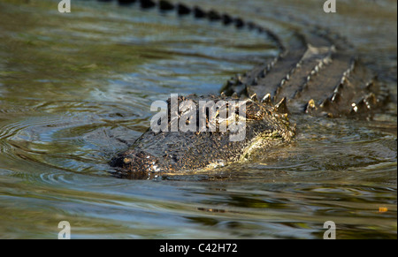 Amerikanischer Alligator schwimmen gegenüber der bank Stockfoto