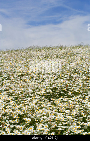 Feld voller Oxe-Auge Gänseblümchen, Leucanthemum Vulgare, Asteraceae. Schach-Tal, Hertfordshire. Stockfoto