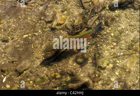 Gemeinsamen Rudd, Scardinius Erythrophthalmus, Karpfenfische, Cypriniformes, Chordata. Schwimmen im Fluss Schach, Hertfordshire. Stockfoto