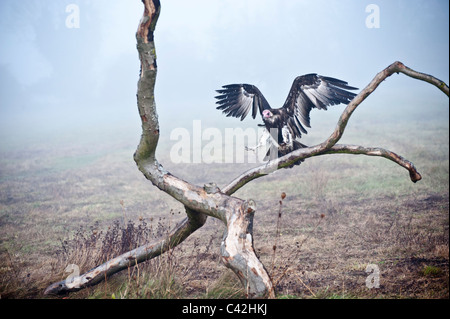 Mit Kapuze Geier fliegen durch Nebel Stockfoto