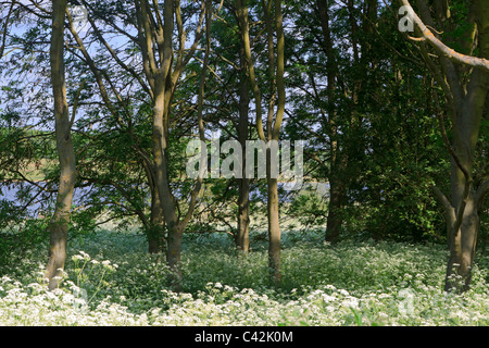Queen Anne es Lace macht einen weissen Teppich in den Wäldern in der Nähe von Rutland Water im Mai Stockfoto