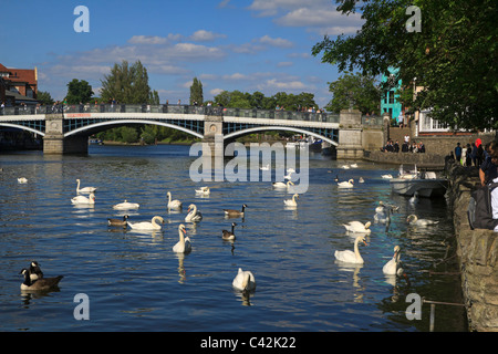 Themse und Windsor Bridge, Berkshire, UK. Schwäne und Gänse Kanada warten um Almosen von Touristen zu Fuß entlang der Leinpfad Stockfoto