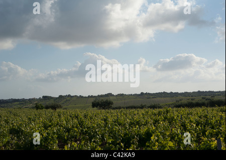 Weinberge in der Nähe Mazara, West-Sizilien, Italien Stockfoto