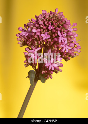 Centrathus ruber, rot Baldrian, vertikale Portrait von rosa Blüten mit schön unscharf Hintergrund. Stockfoto