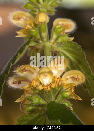 Lamiastrum Galeobdolon, gelbe Erzengel, vertikale Porträt von Blumen mit schön konzentrieren Hintergrund. Stockfoto