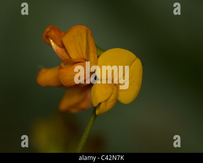 Birdfoot Deervetch, Lotus Corniculatus, Porträt von gelben Blüten mit schönen outfocus Hintergrund. Stockfoto