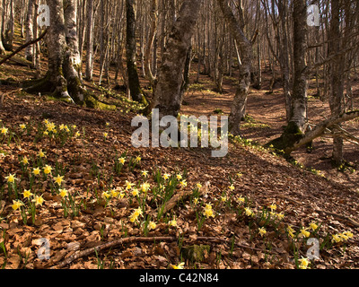 Narcissus Varduliensis, Narzisse, horizontale Porträt von Blumen am Boden im Wald. Vom Aussterben bedrohte Spezies in Europa Stockfoto